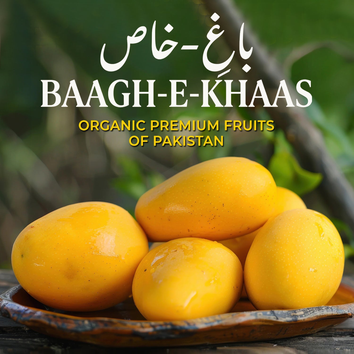 Anwar Ratol Mango - Mid-Season (June to July)