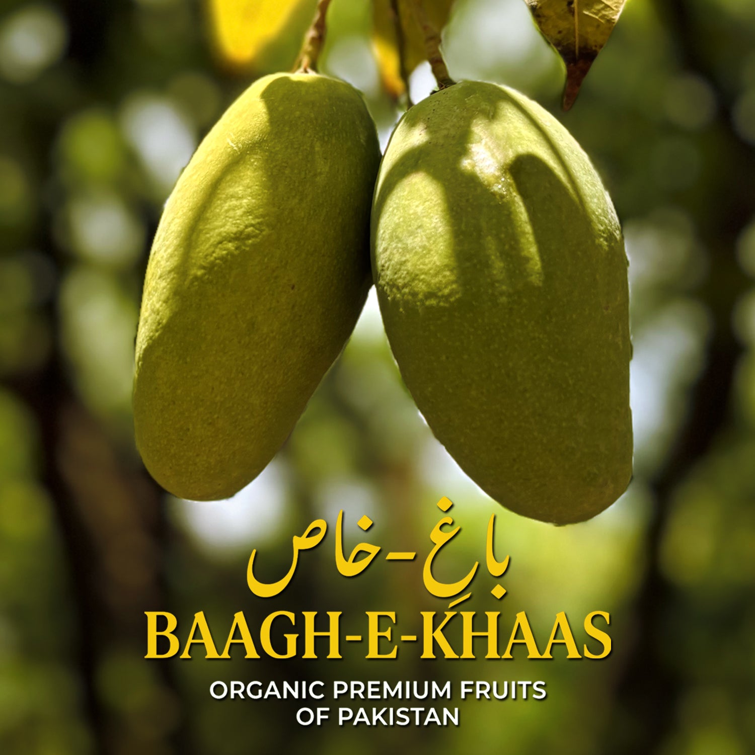 Dasheri Mango - Early Season (May to June)