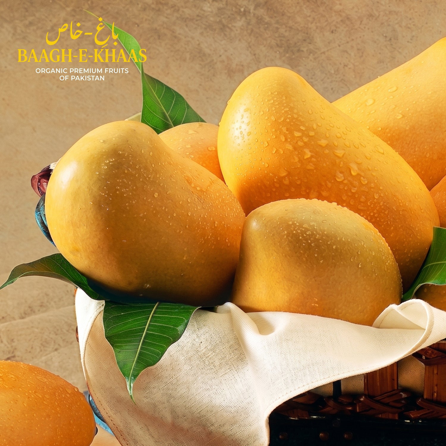Sindhri Mango - Early Season (May to June)