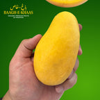 Sindhri Mango - Early Season (May to June)