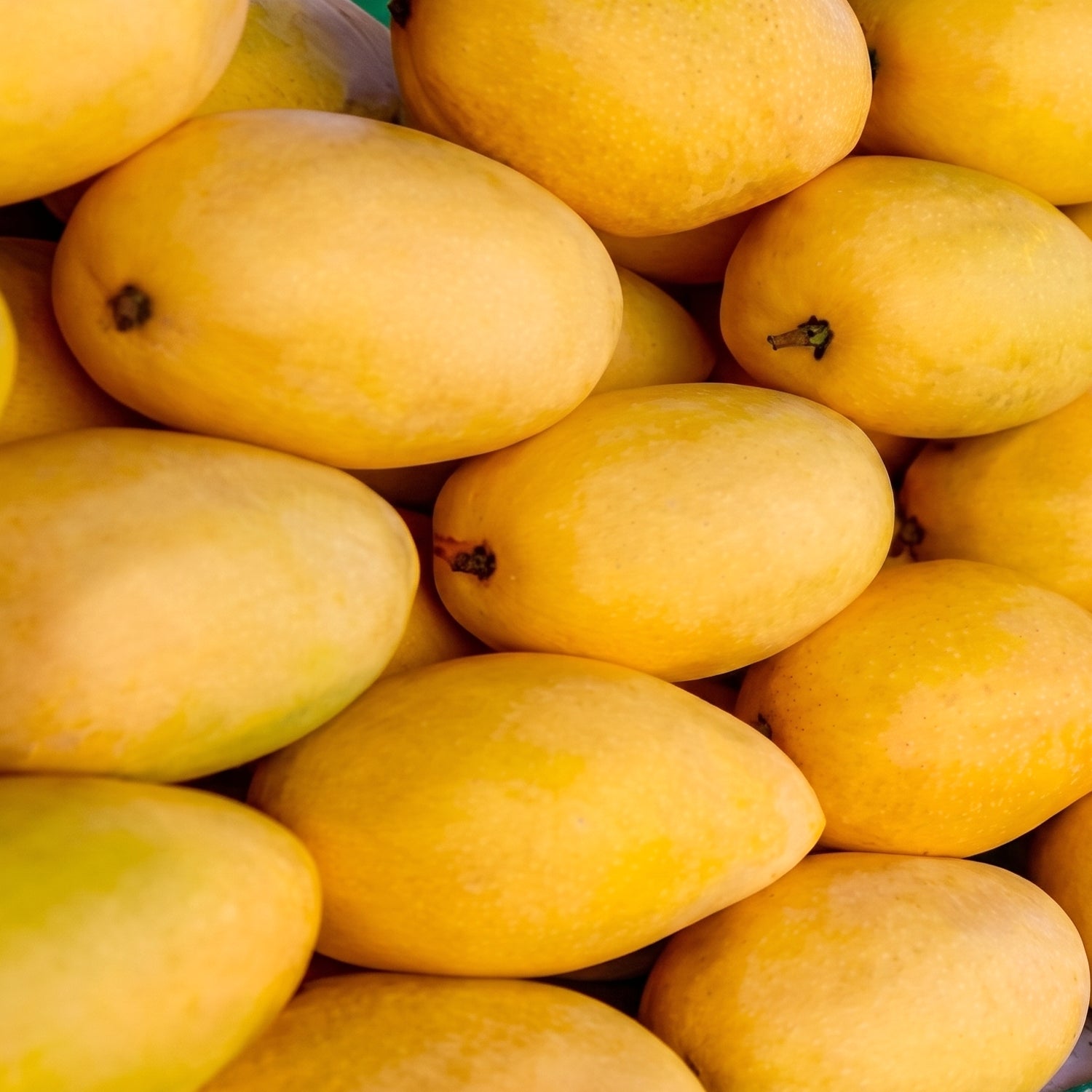Sindhri Mango - Early Season (May to June)