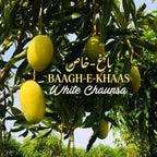 White Chaunsa Mango - Late Season (July to Aug/Sep)