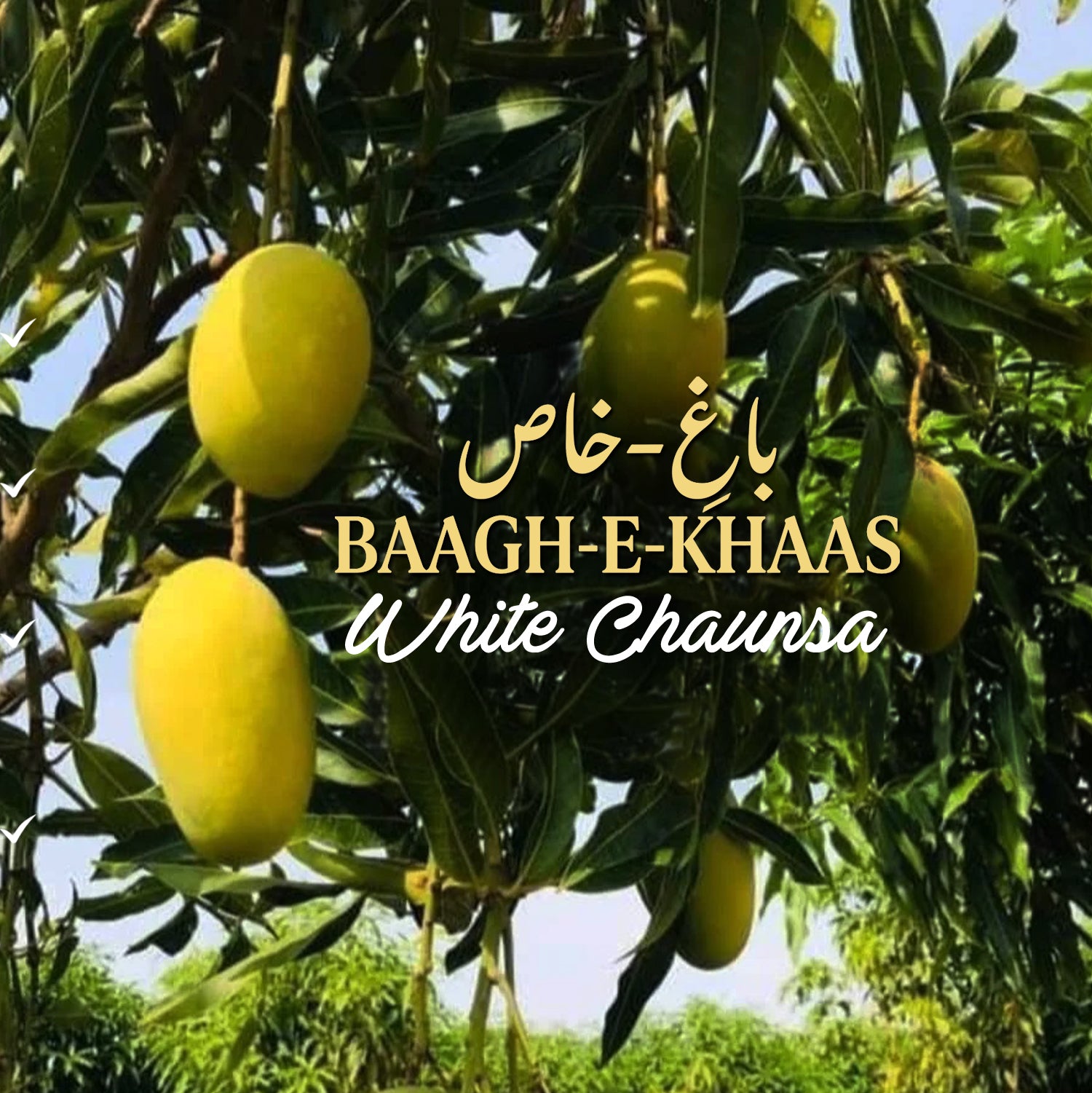 White Chaunsa Mango - Late Season (July to Aug/Sep)
