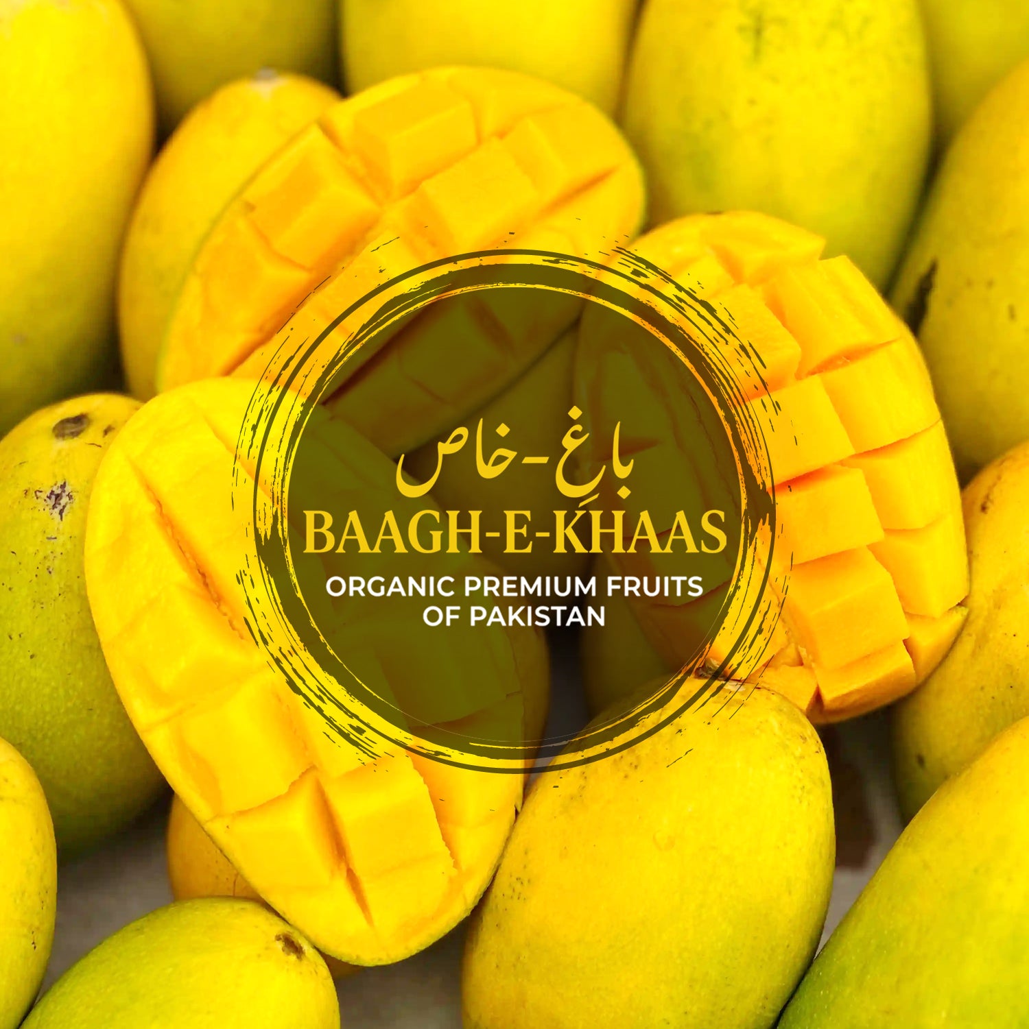 White Chaunsa Mango - Late Season (July to Aug/Sep)