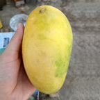 White Chaunsa Mango - Late Season (July to Aug/Sep)