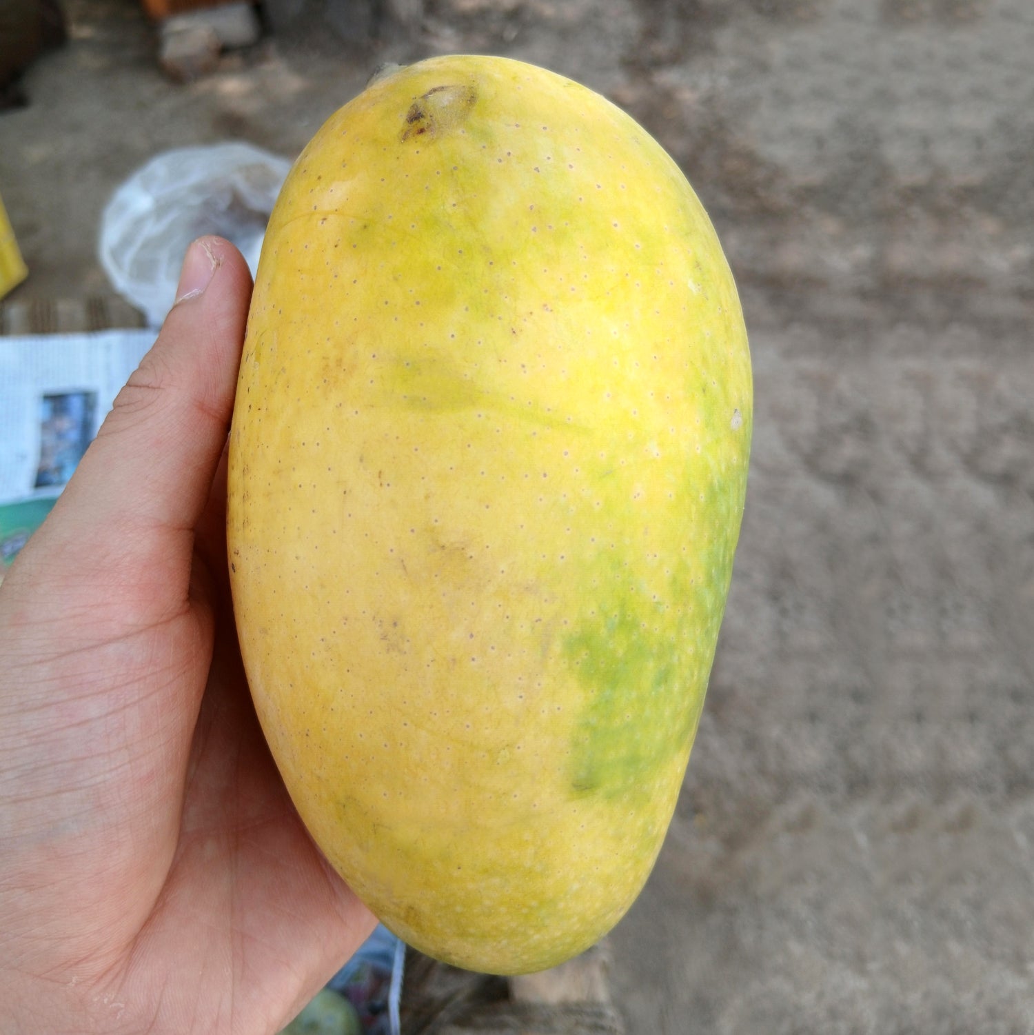 White Chaunsa Mango - Late Season (July to Aug/Sep)